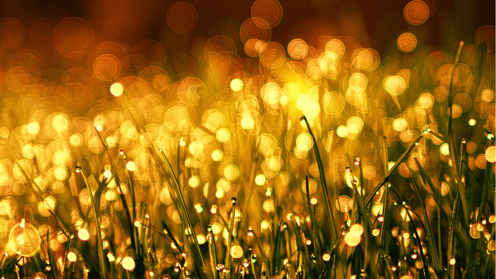 From Blur to Brilliant How to Nail Sharp Focus Every Time for Stunning Photography
