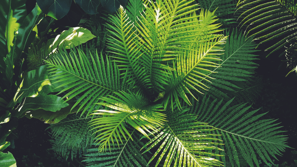 Mastering Natural Light The Key to Capturing Stunning Outdoor Photography