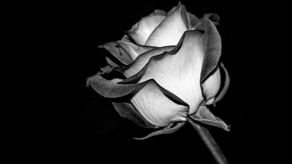 Transform Your Portfolio with Black and White Editing Techniques for Stunning Results