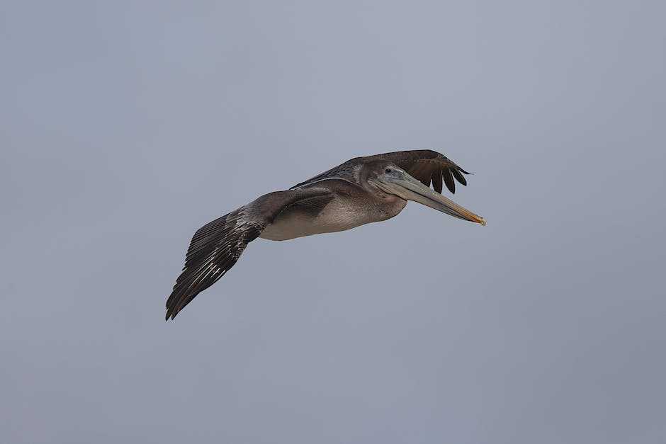 mirrorless suitability