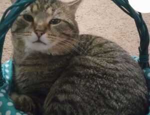 game news digitalrgsorg