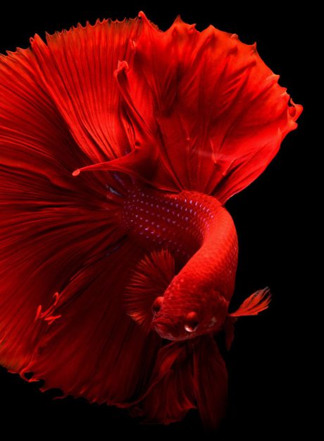 portfolio-09-free-img